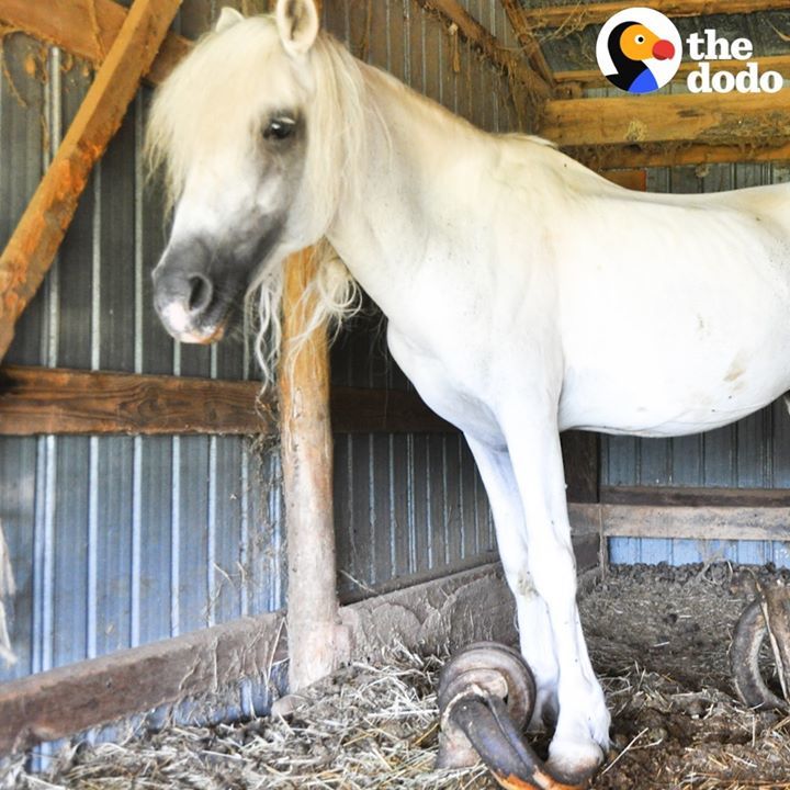 Lonely Pony With Overgrown Hooves Finally Has A Fa..