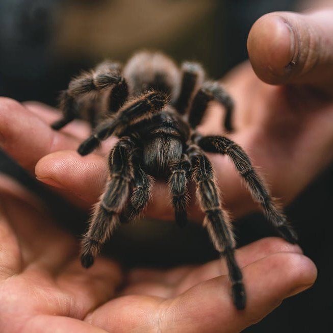 Man Charged With Importing And Keeping Over A Dozen Tarantulas In Bedok Flat