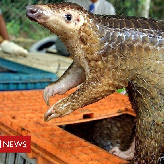 Pangolins Carry Strains Related To New Coronavirus