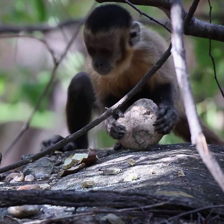 Monkeys And Chimpanzees Have Entered The Stone Age