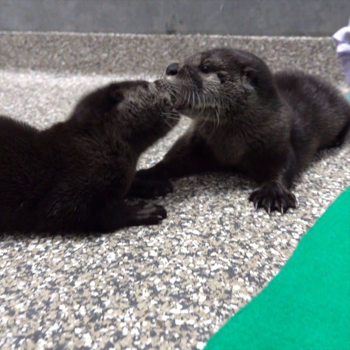 Otter Pups Get Very Rascally