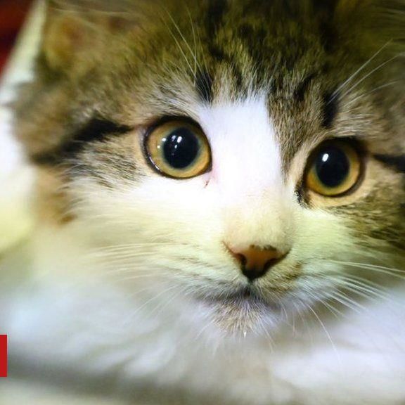 Chinese City Bans The Eating Of Cats And Dogs