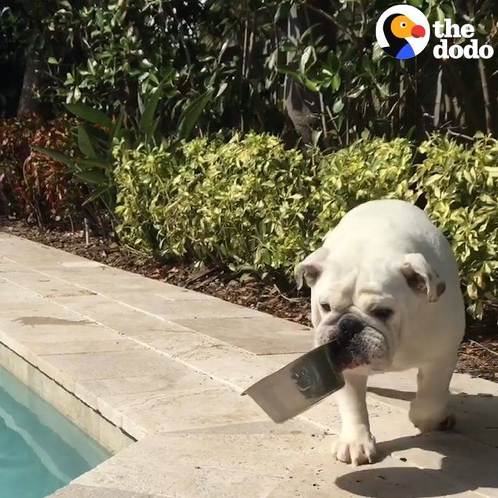 Bulldog Is Completely Obsessed With All Of His Bowls