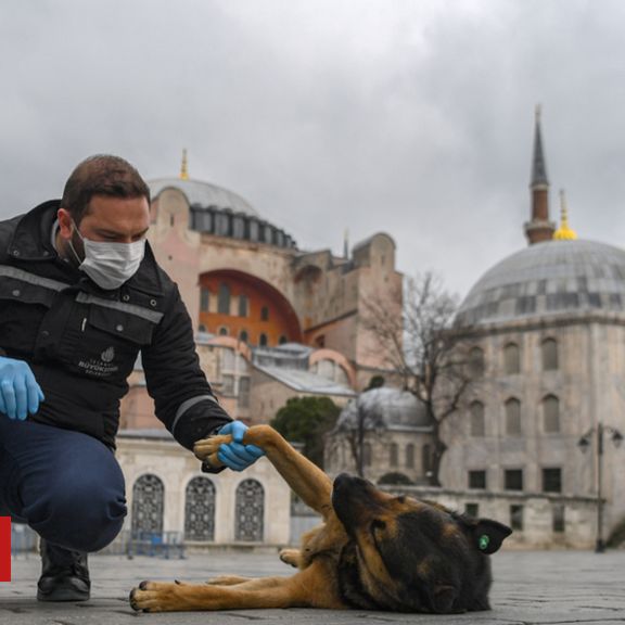 Turkey Feeds Stray Animals During Covid-19 Outbreak