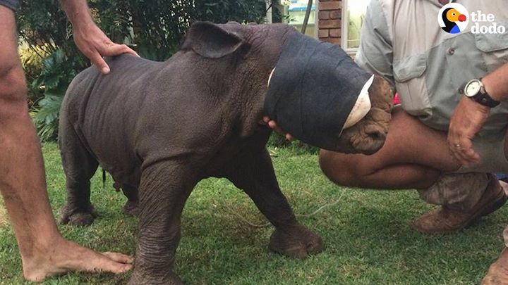 Tiniest Baby Rhino Ever Is Growing Up Wild