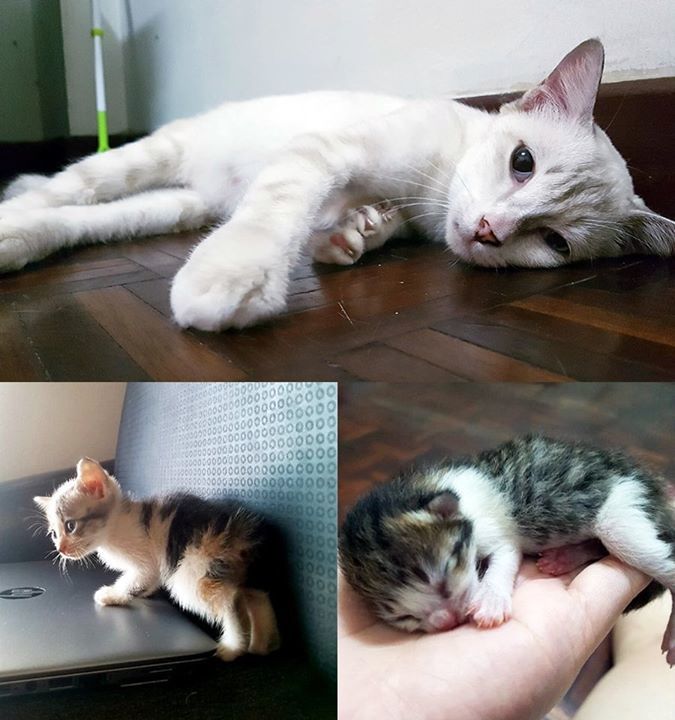 Miracle Baby For Adoption Sunway. A White Beauty W..