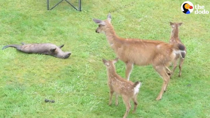 Otter Has Cutest Encounter With Deer Family