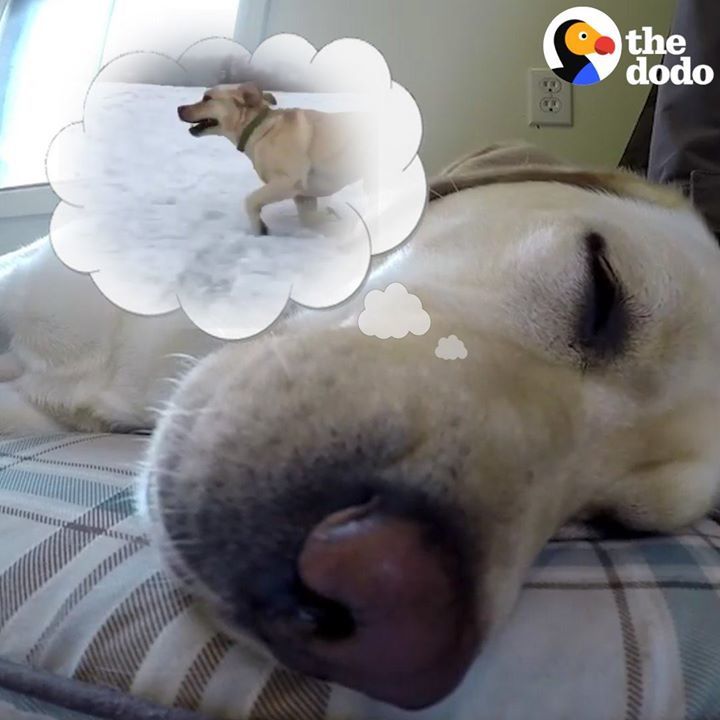 What Do Pets Dream About?