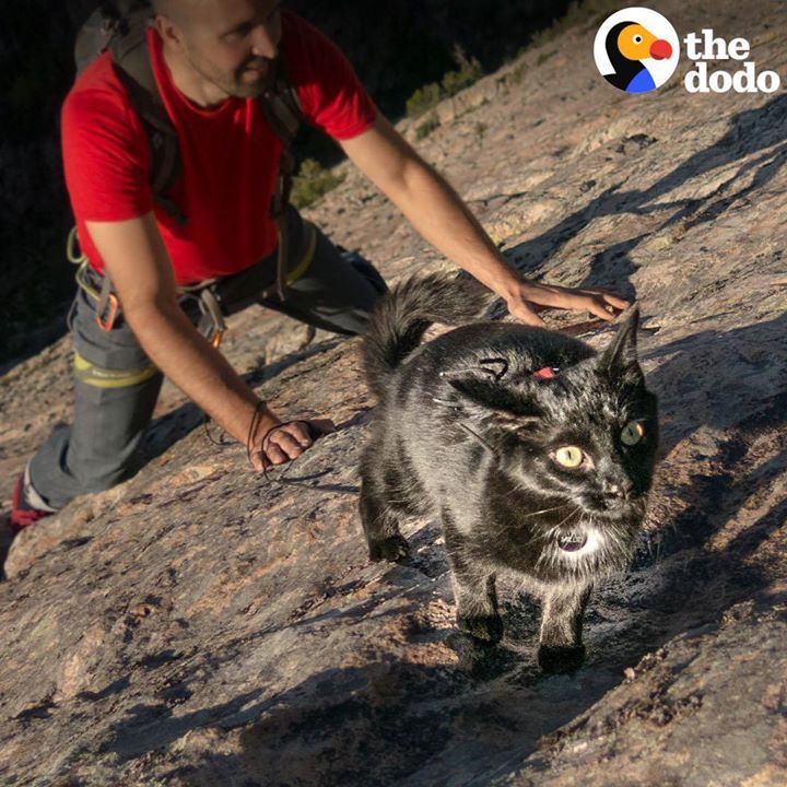 Cat Climbs Mountains With Her Dad