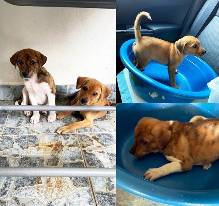 Sweet Sisters For Adoption Kuala Lumpur. 2 Sweet L..