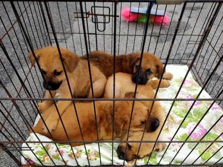 4 Cute Puppies Free For Adoption At Kulim Area. Pl..