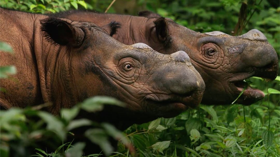 Sumatran Rhino Conservation | Earth Day 2020