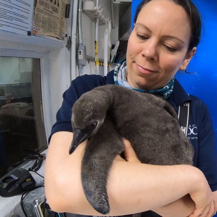 Humboldt Penguin Chick Turns 5 Weeks Old