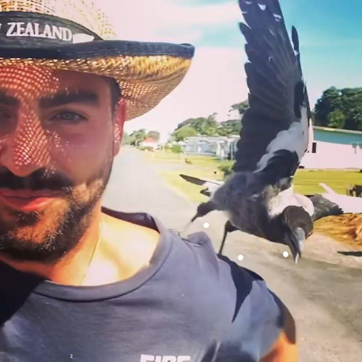 Baby Magpie Has The Sweetest Friendship With The Guy Who Rescued Him