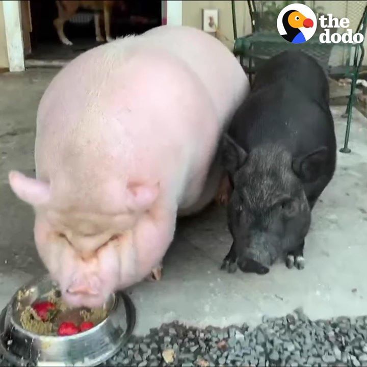 Rescue Pig Meets A New Friend Who Makes Everything Better