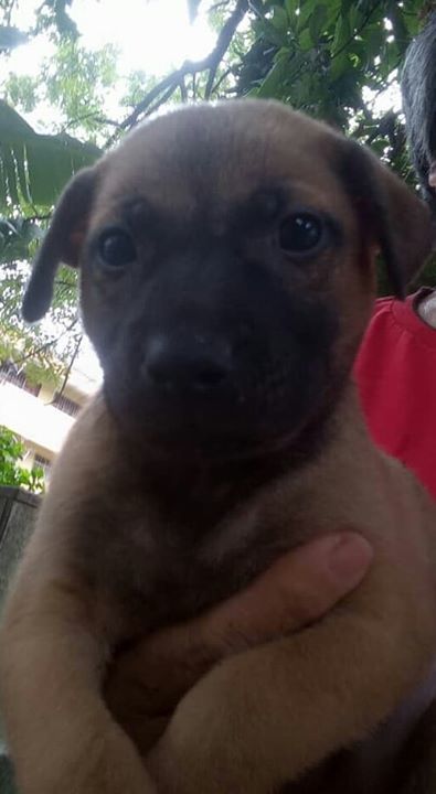 For Adoption. These Lovely Rescued Puppies Are Lon..