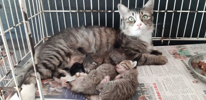 This Fluffy Long-Tailed Mama Gave Birth To 4 Kitte..