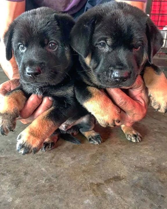 2 Male Puppies Up For Adoption. Interested Adopter..