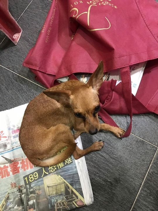 A Chihuahua Found At Taman Jaya Taman Kuari Bm. If..