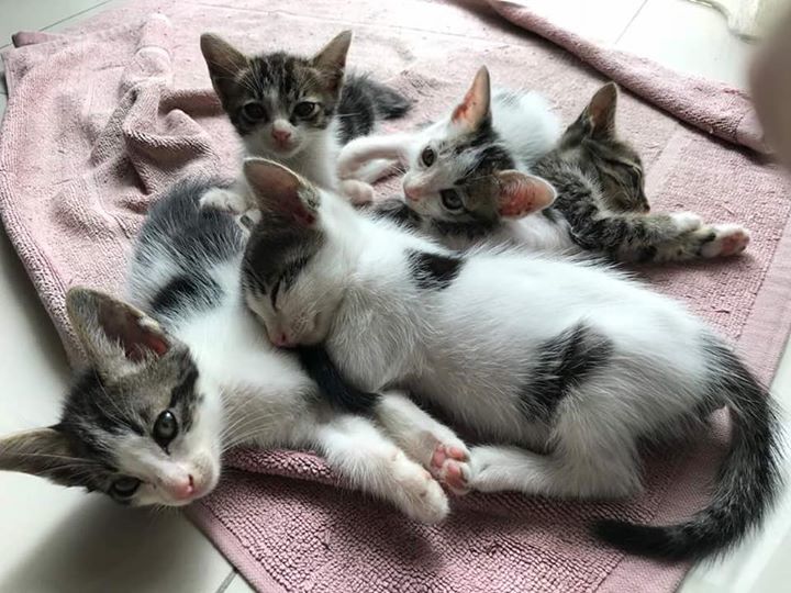 5 Kittens For Adoption. Age About Less Than 2month..