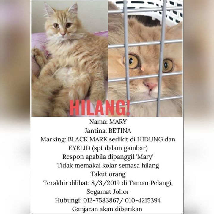 Kucing Hilang. Bantu Share Post Ini Supaya Mary Da..