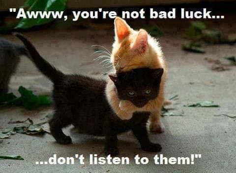 Siapa Cakap Kucing Hitam "Bad Luck"? Tak Cantik? Y..