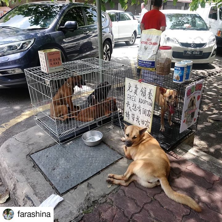 Ipoh Or Perak People Looking For A Dog To Adopt?. ..