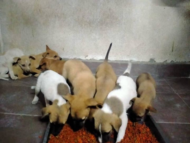 8 Hungry Orphans Looking For Their Forever Familie..