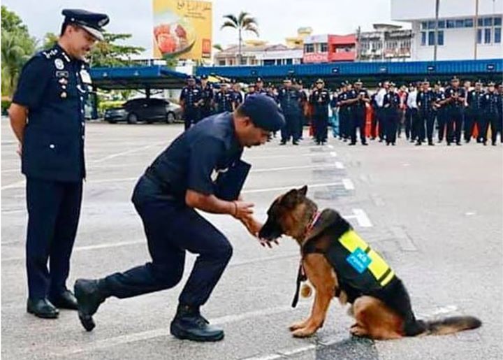 Police Tracker Dog Lao Wu First Canine Recipient O..