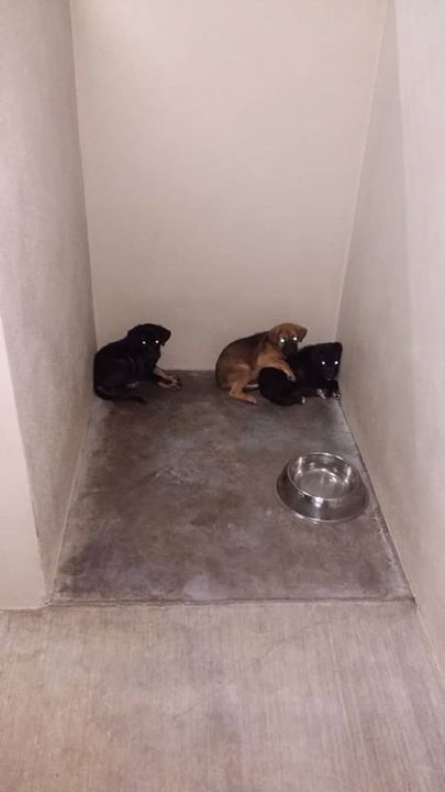 These Three Frightened And Traumatised Puppies Are..