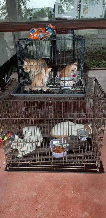 These ‘Pre Loved’ Cats Were Abandoned At The Shelt..