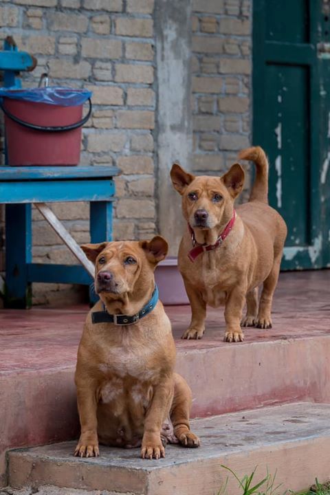 Dogs Of The Week Ayumi Kecik. Ayumi Kecik Mother A..