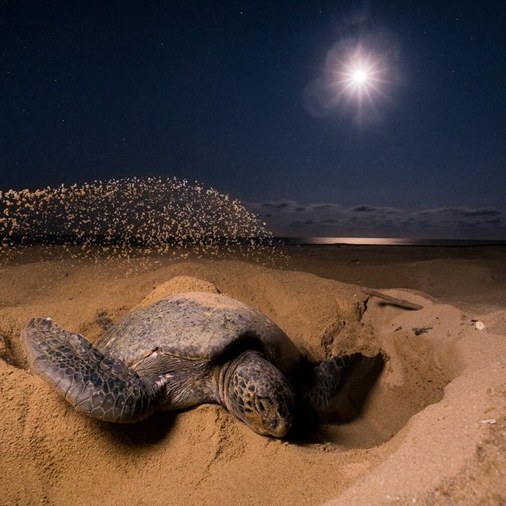 5 Sea Turtle Success Stories Of The 2010â€™s â€” SEE T..