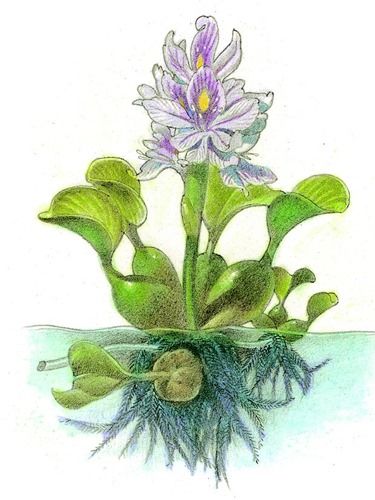 Water Hyacinth Keladi Bunting Invasive Sp. Native ..
