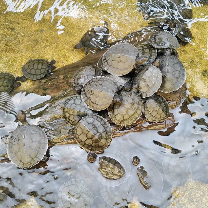 So These Are Some Of The 500 River Terrapin Hatchl..