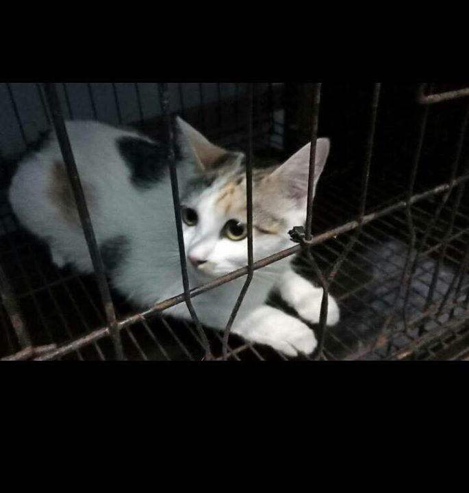 Tnrm Seremban – 6 Cats 1 Female And 5 Males Were C..