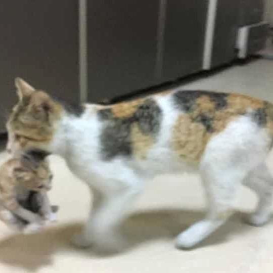 Cat Carries Her Sick Kitten To A Hospital In Turkey, Medics Treat The Little One. See Pics