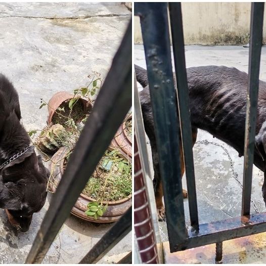 Kind Malaysian Feeds Neighbourâ€™s Starving Rottweiler After They Went Away Without A Word