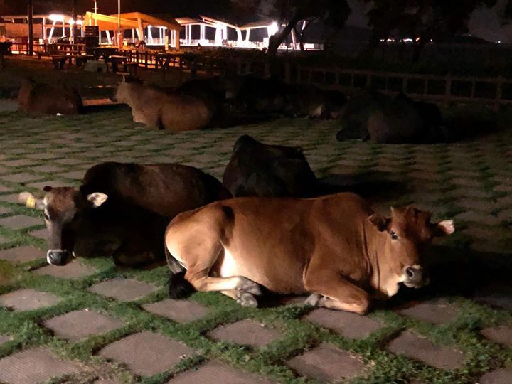 The Feral Cows And Baffaloes In Hong Kong Are Very..