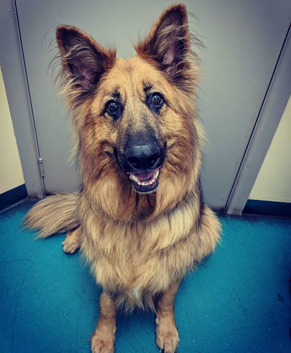 ‘finn’ Gets Super Excited And His Veterinary Visit..