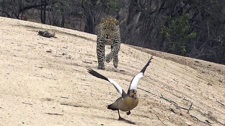 Egyptian Goose Vs. Leopard