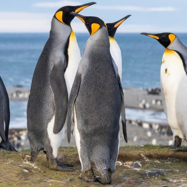 Antarctic Penguins Release An Extreme Amount Of Laughing Gas In Their Feces, It Turns Out
