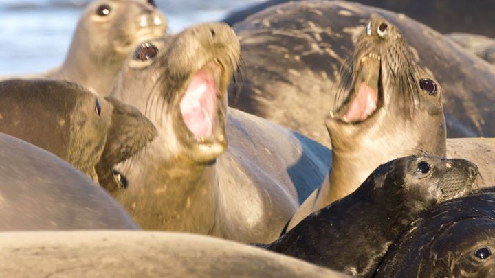 How Elephant Seals Help Scientists Explore The Deep Sea