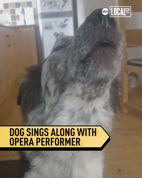 Dog Sings With Opera Singer
