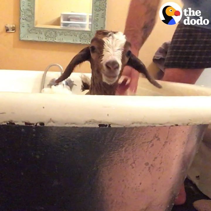 Cutest Little Goats Know How To Drive Dad Crazy