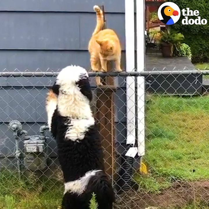 Cat Sneaks Over Fence To Visit His Favorite Neighbor