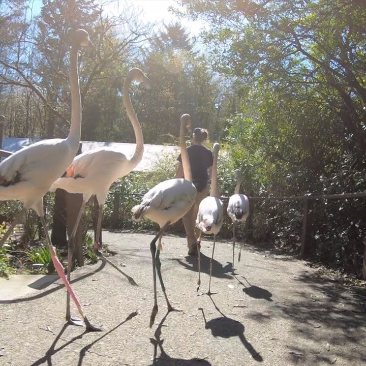 Care Staff Take Flamingos On An Adventure