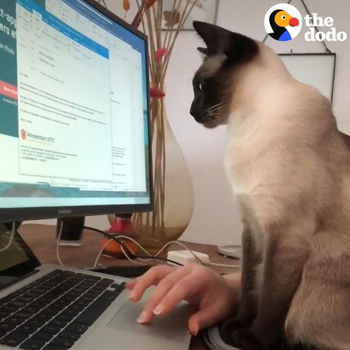 Working From Home With Pets