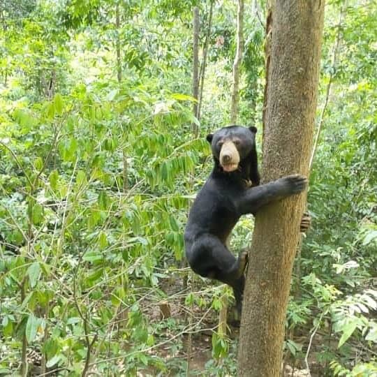 This Is Sunbearo, One Of The Resident Sun Bears At..