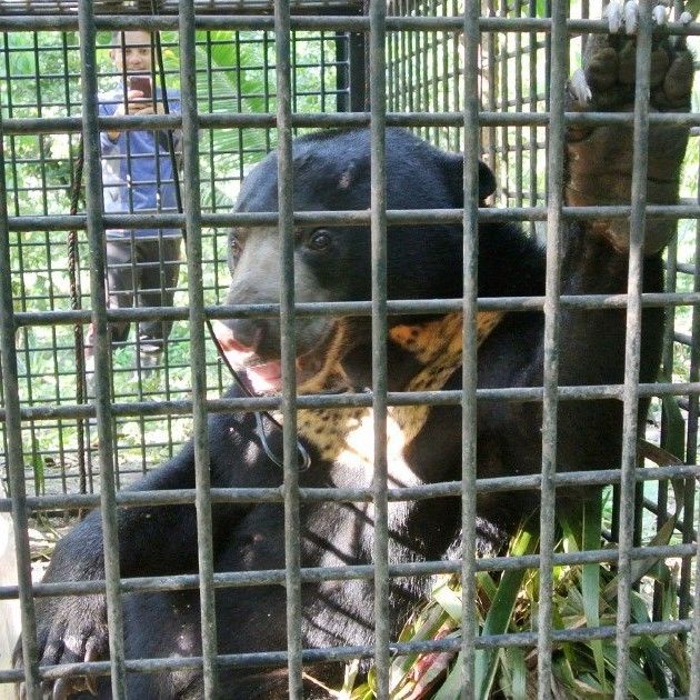 After Whales And Tigers, Sun Bears Make Their Pres..